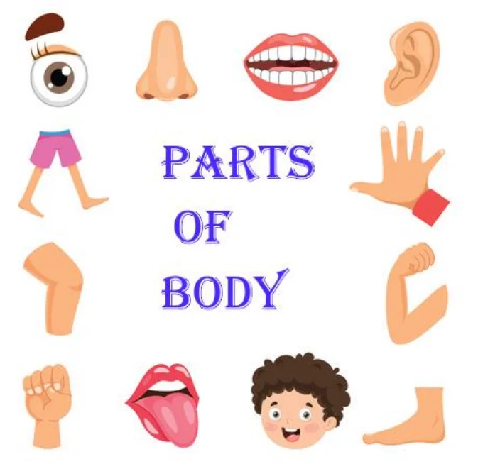 Read more about the article Parts of the Body for Kids | Worksheets | PDF Easy Download 2021